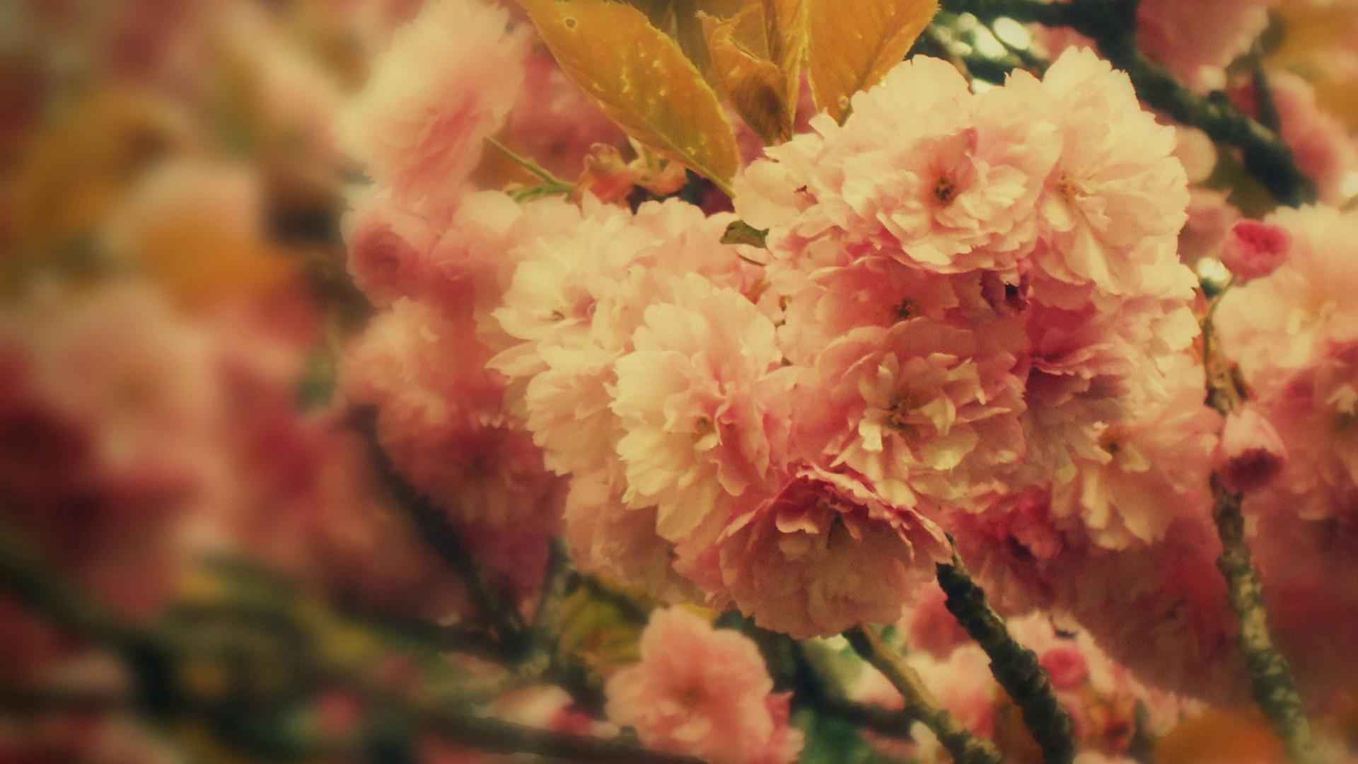 精选自然美景3浪漫粉色桃花高清桌面壁纸下载-