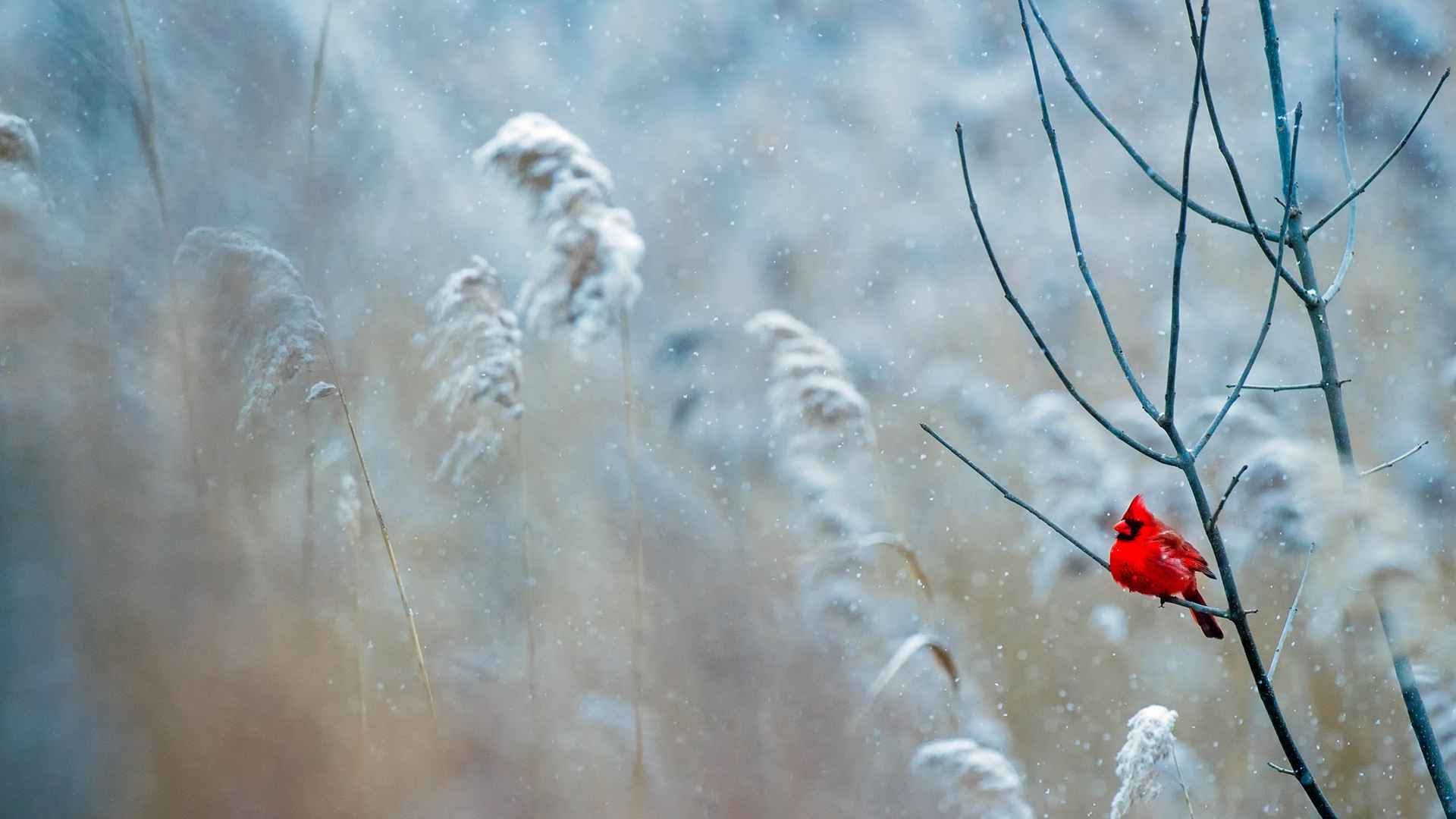 冰天雪地里的唯美风光桌面壁纸