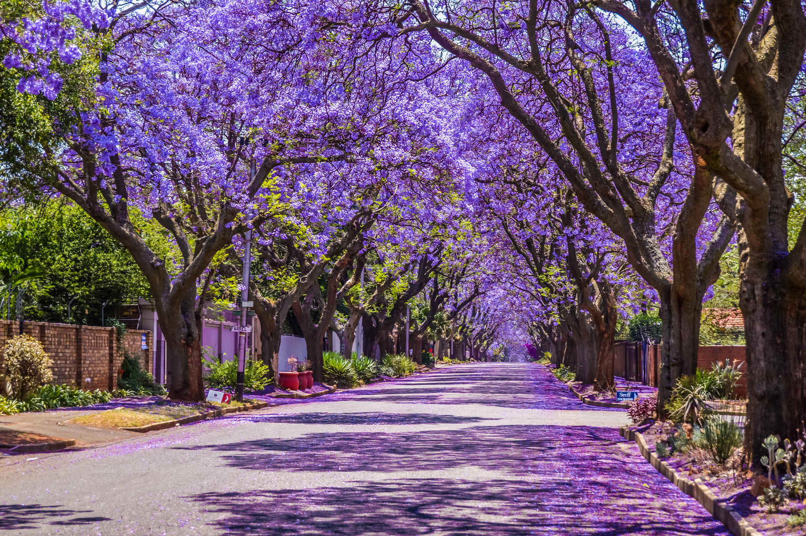 大街上紫色茉莉花盛开高清壁纸