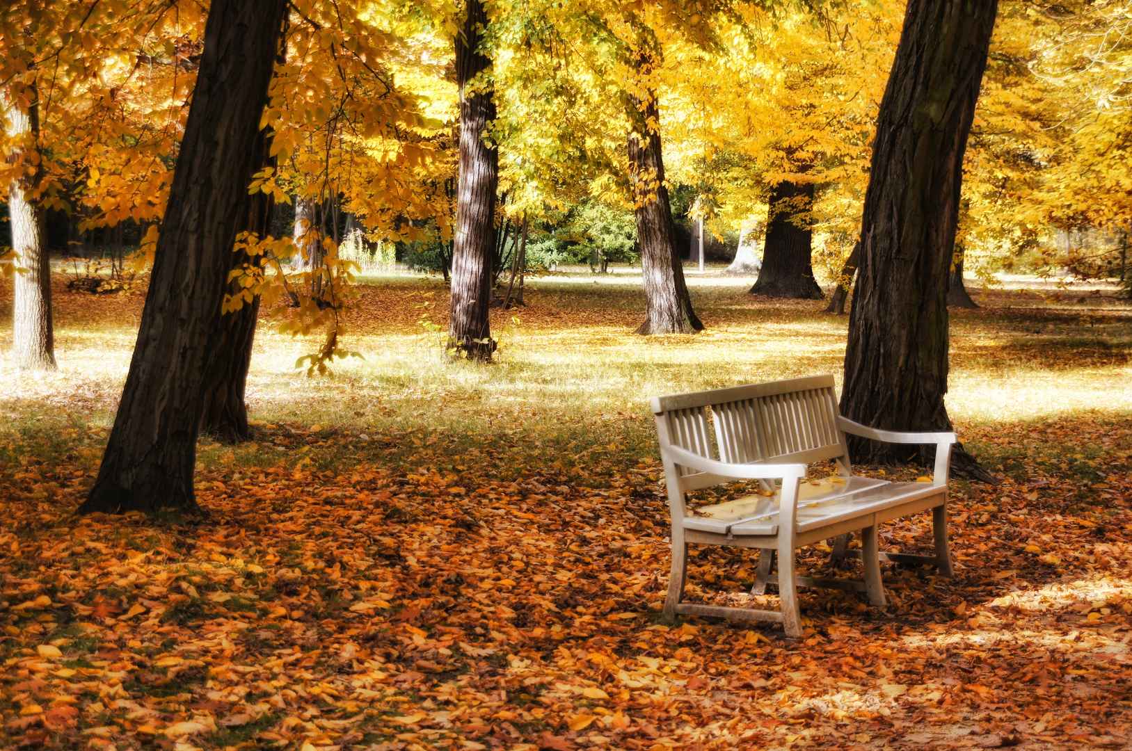棕黄秋季落叶公园长椅高清壁纸-