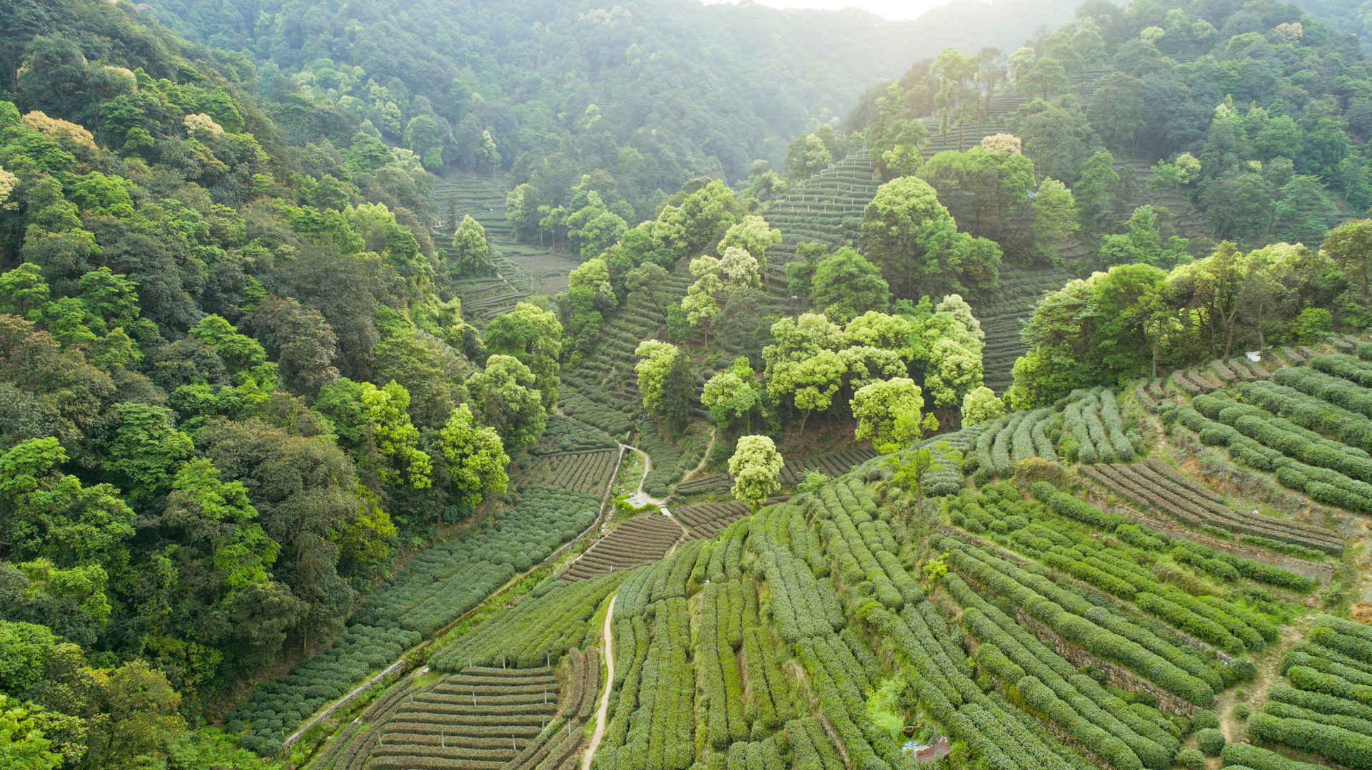 绿色茶园风景图片-