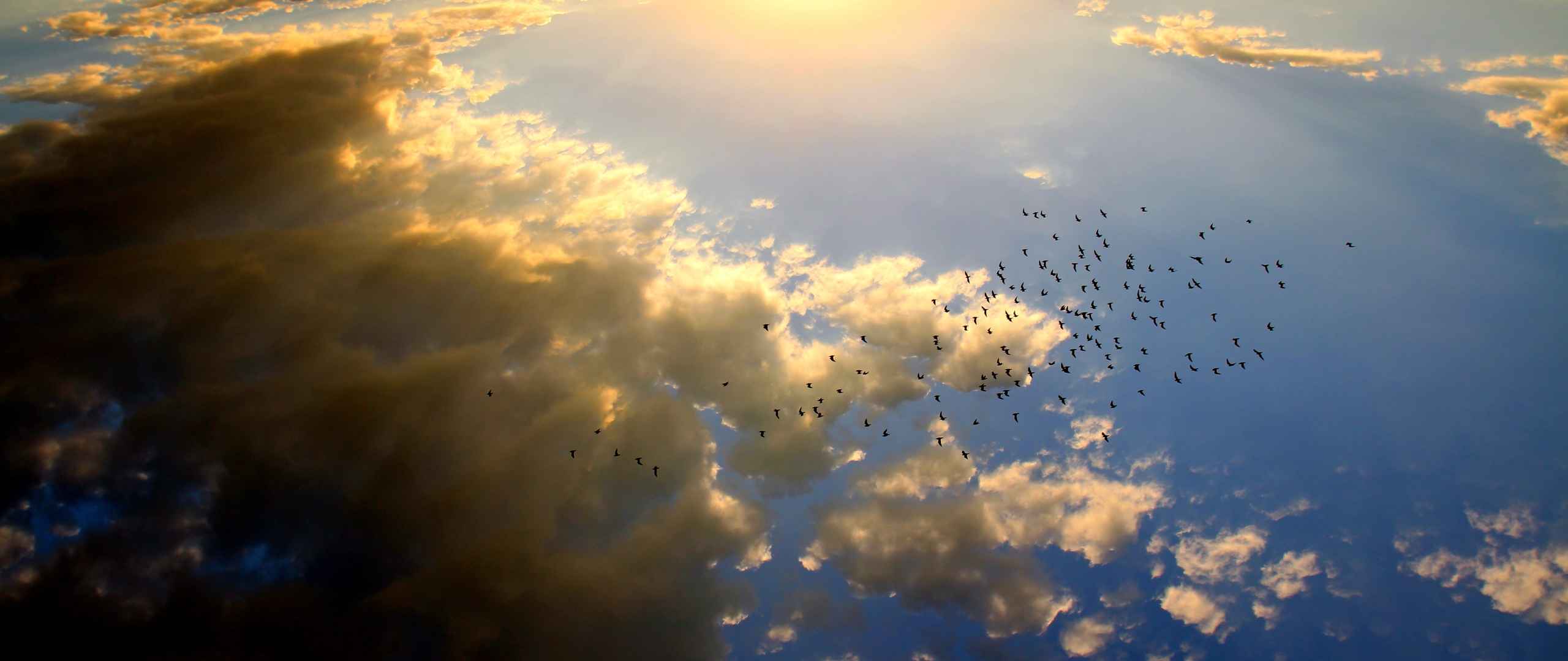 日落 鸟 云彩 太阳 天空 风景 壁纸