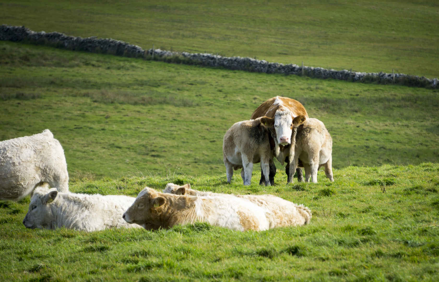 草场,爱尔兰 绵羊4k壁纸-